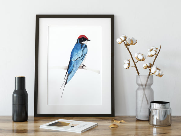 Wiretailed Swallow - Matte Poster Giclee Print