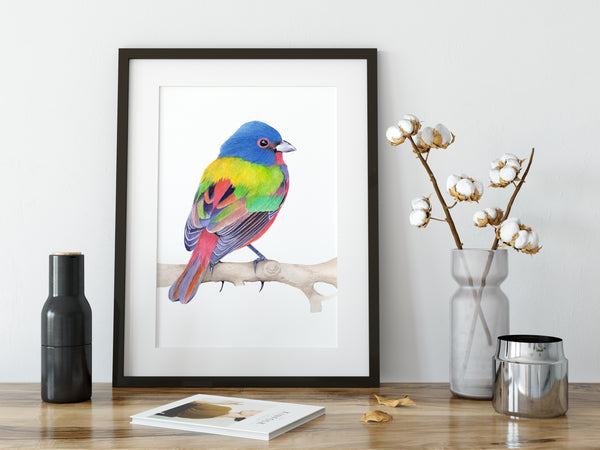 Painted Bunting - Matte Poster Giclee Print