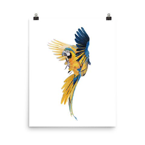 Blue Gold Macaw - Giclee Art Print