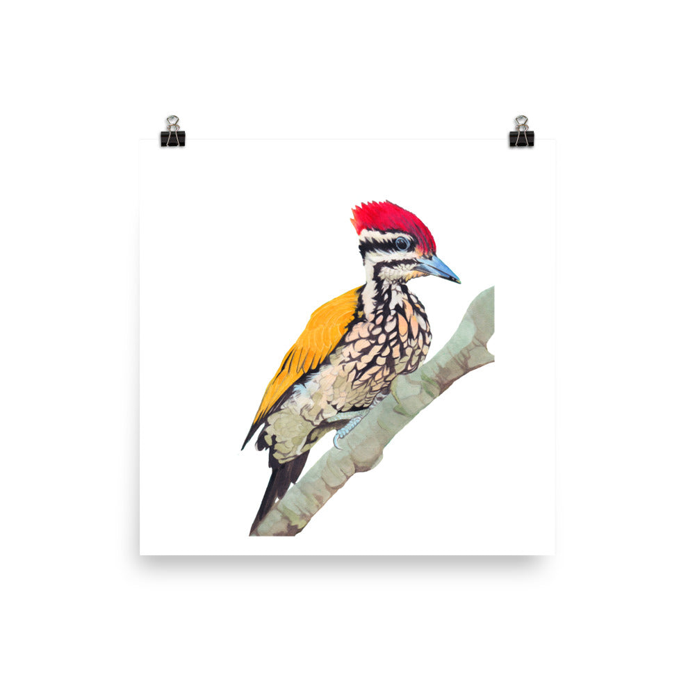 Lesser Flameback Woodpecker - Matte Poster Giclee Print