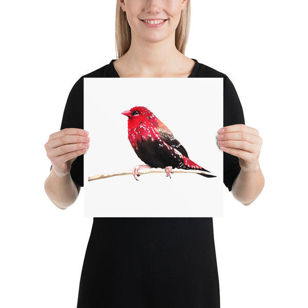 Strawberry Finch - Matte Poster Giclee Print