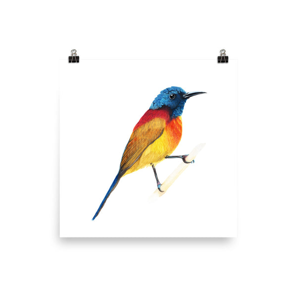 Green-tailed Sunbird - Matte Poster Giclee Print