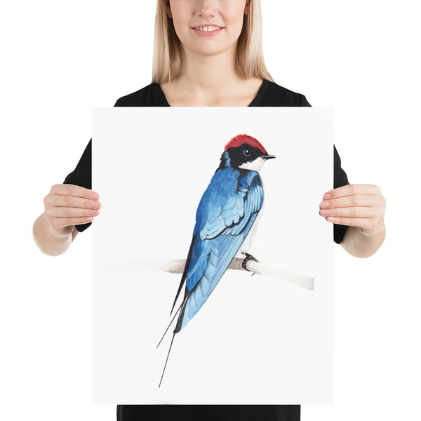 Wiretailed Swallow - Matte Poster Giclee Print