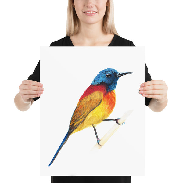 Green-tailed Sunbird - Matte Poster Giclee Print