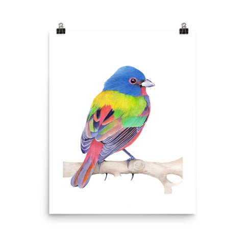 Painted Bunting - Matte Poster Giclee Print
