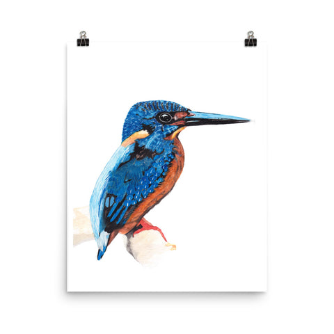 Common Kingfisher - Matte Poster Giclee Print