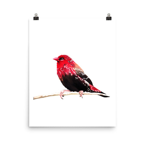 Strawberry Finch - Matte Poster Giclee Print